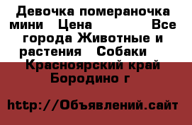 Девочка помераночка мини › Цена ­ 50 000 - Все города Животные и растения » Собаки   . Красноярский край,Бородино г.